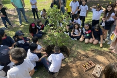 1_Liquidambar-Amanda69