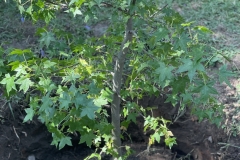 Liquidambar-Amanda62