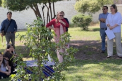 Liquidambar-Amanda9